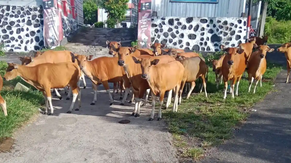 Sapi Berkeliaran Ganggu Aktivitas Warga Kelurahan Jambula Ternate