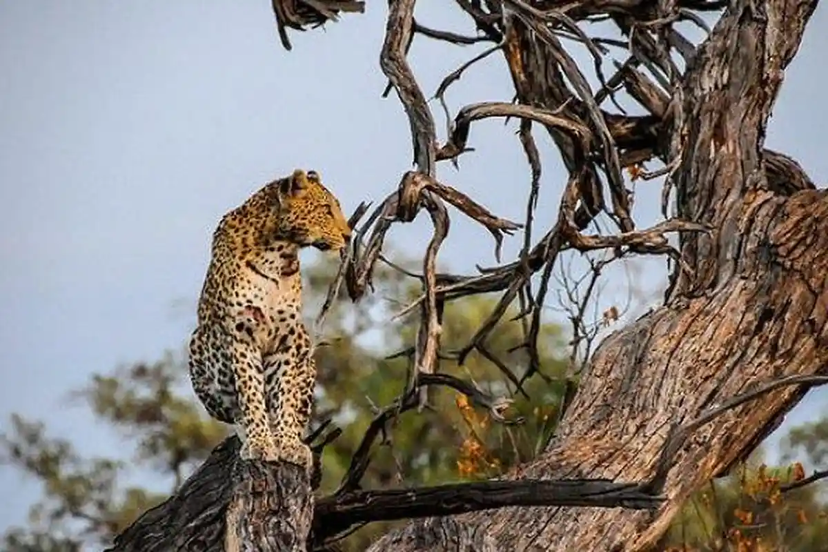 Anak 5 Tahun Dimakan dengan Ganas Macan Tutul, Lihat Empat Serangan Mematikan Macan Tutul