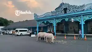 dualisme-Keraton-Solo-kembali-muncul-pasca-LDA-mempersoalkan-biaya-perawatan-Kebo-Bule.jpg