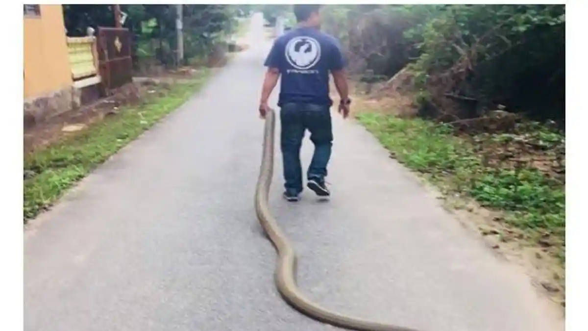 Viral di Medsos Tangkap King Kobra 4 Meter, Seorang Pria Diburu Departemen Satwa 