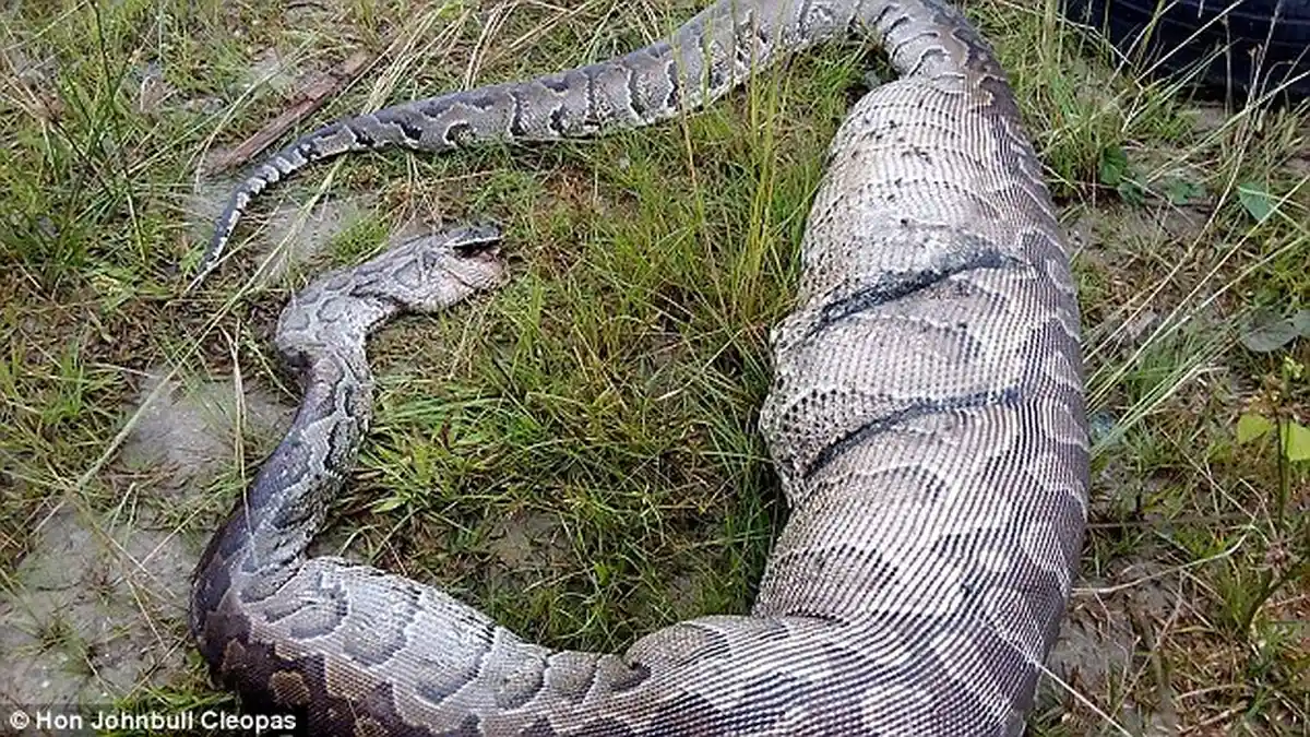 Jasad Wanita Paruh Baya Ditemukan Dalam Perut Ular Piton Sepanjang 8 Meter
