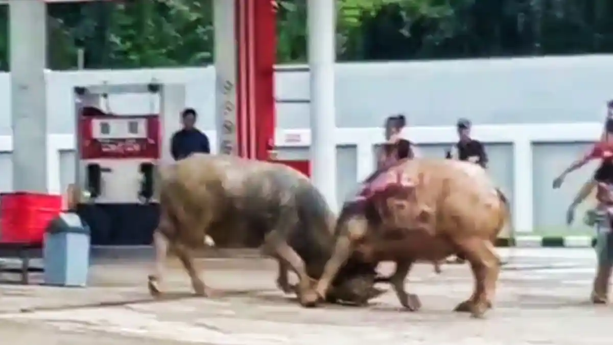 Viral! Kabur dari Arena, Kerbau Silaga di SPBU Tallunglipu Toraja Utara