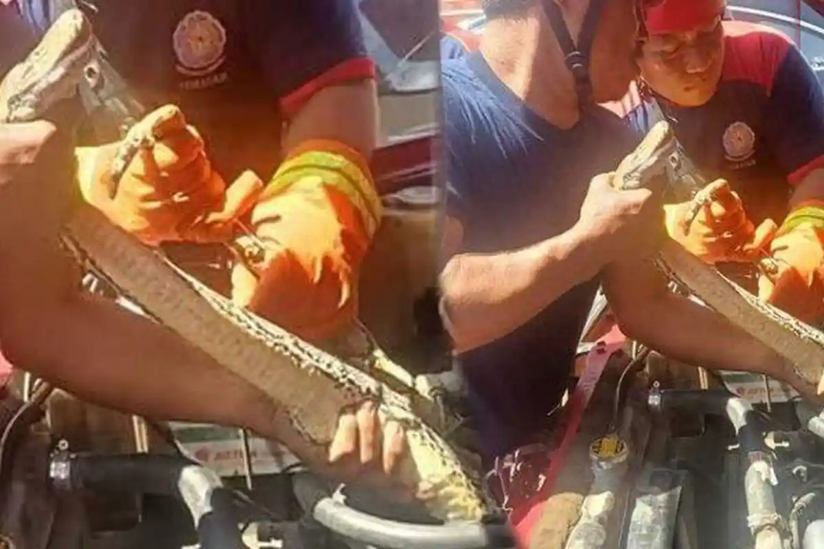 PENASARAN Pria Nekat Buka Mesin Mobil yang Lama Nganggur, Langsung Histeris Lihat Makhluk Menggeliat