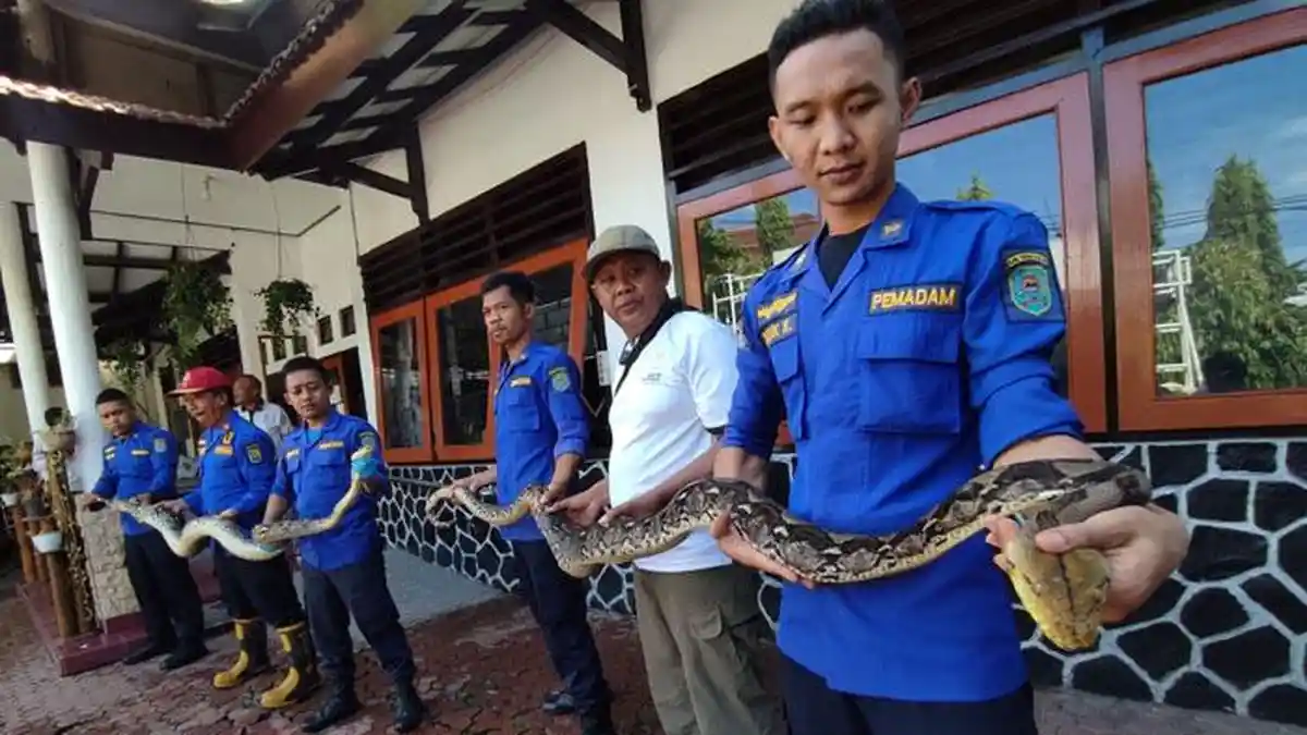 Dua Ular Piton yang Masuk ke Pemukiman Warga Trenggalek Dilepas ke Habitatnya