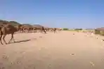 20220411_orang-arab-saudi-mengembala-ratusan-unta-di-gurun-pasir.jpg