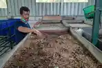 Salah-satu-petugas-Kandang-Maggot-Jogja-tengah.jpg