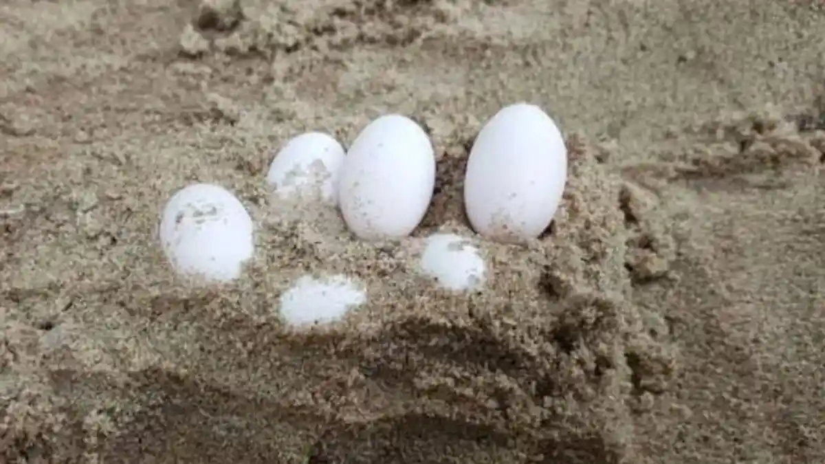 Arti Mimpi Telur Ular, Bisa Jadi si Pemimpi akan Mengalami Perubahan