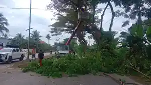 PANGKAS-POHON-trans-Sulawesi-di-Barru.jpg