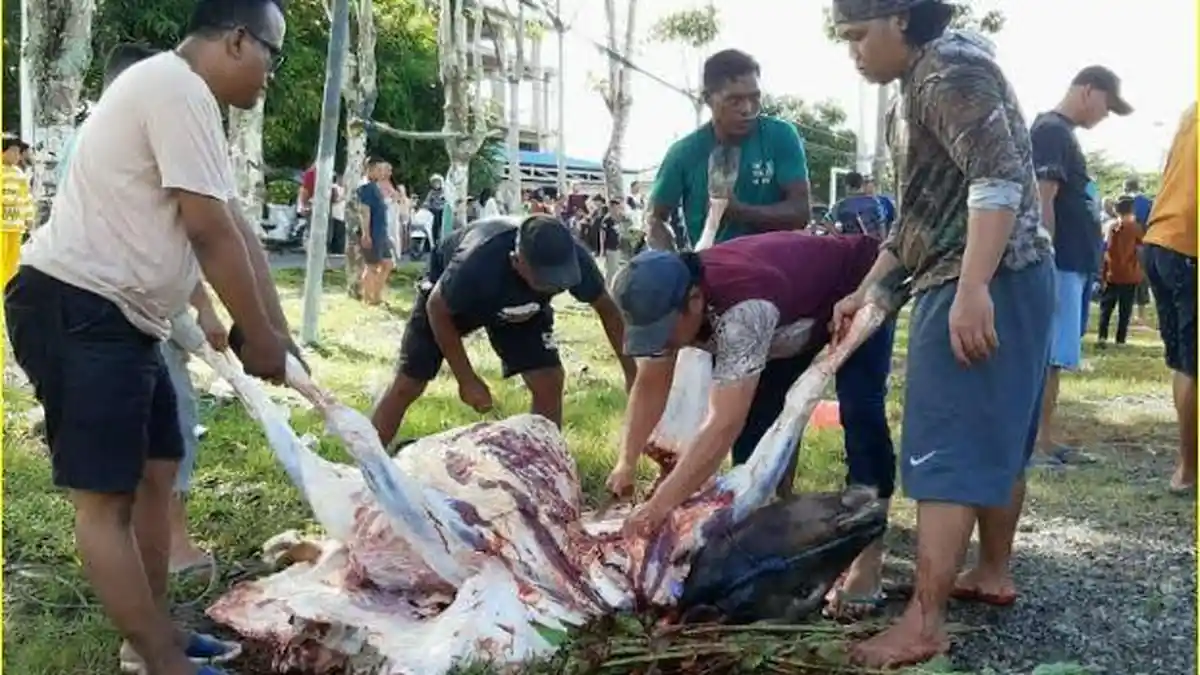 25 Ekor Sapi Disembelih Jemaah Masjid Al-Fath Gorontalo, Donatur Rata-rata Sopir Bentor hingga IRT