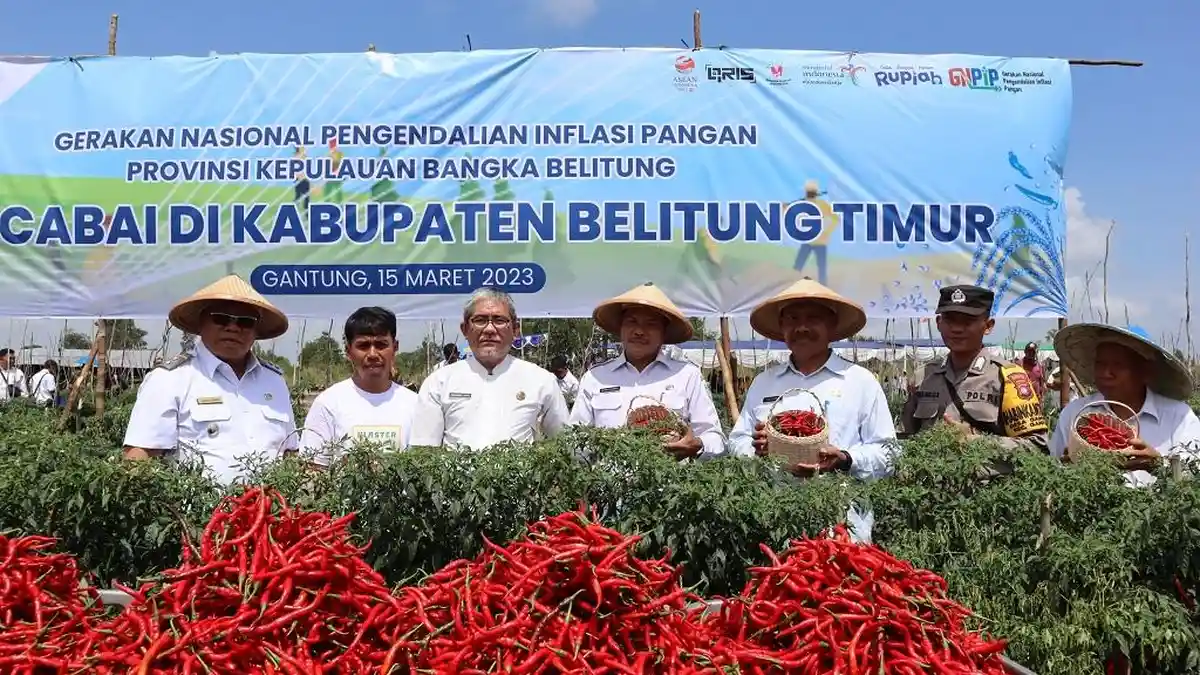 Petani Belitung Timur Panen 55.000 Batang Cabai, Sukses Jadi Poktan Percontohan BI Perwakilan Babel