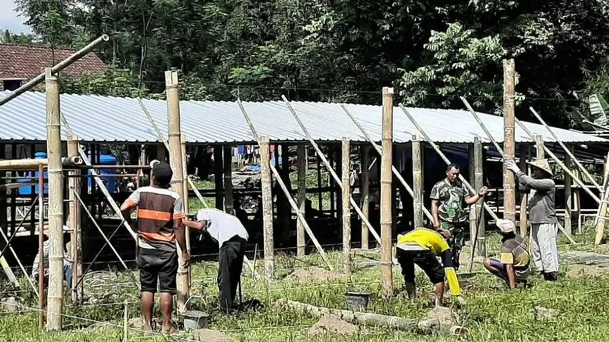 Peternak Jangan Buru-buru Jual Sapi, Pemkab Sleman: Keamanan dan Kesehatan Terjamin di Pengungsian