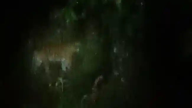 Heboh! Detik-detik Penampakan Harimau Sumatera di Kebun Sawit Lebong