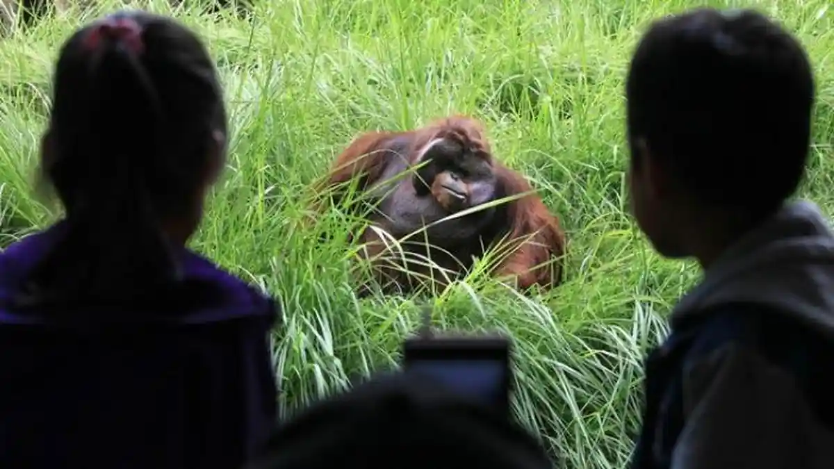 Orang Utan Berukuran Besar Melintas di Jalan Menuju Kantor Wali Kota Bontang, Ini yang Terjadi