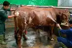 usia-kambing-dan-sapi-kurban.jpg