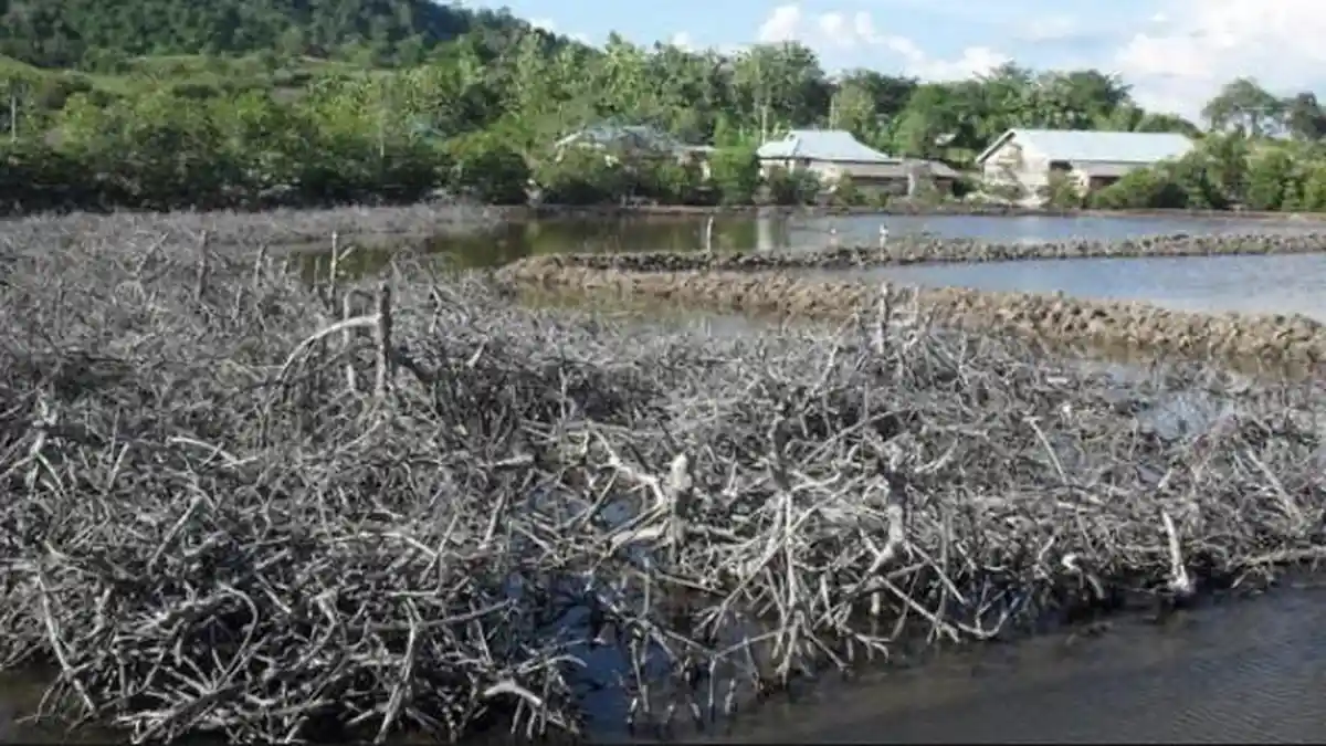 Habitat Cagar Alam Tanjung Panjang Nyaris Rusak Total, Aktivis Lingkungan Gorontalo Sentil Pebisnis