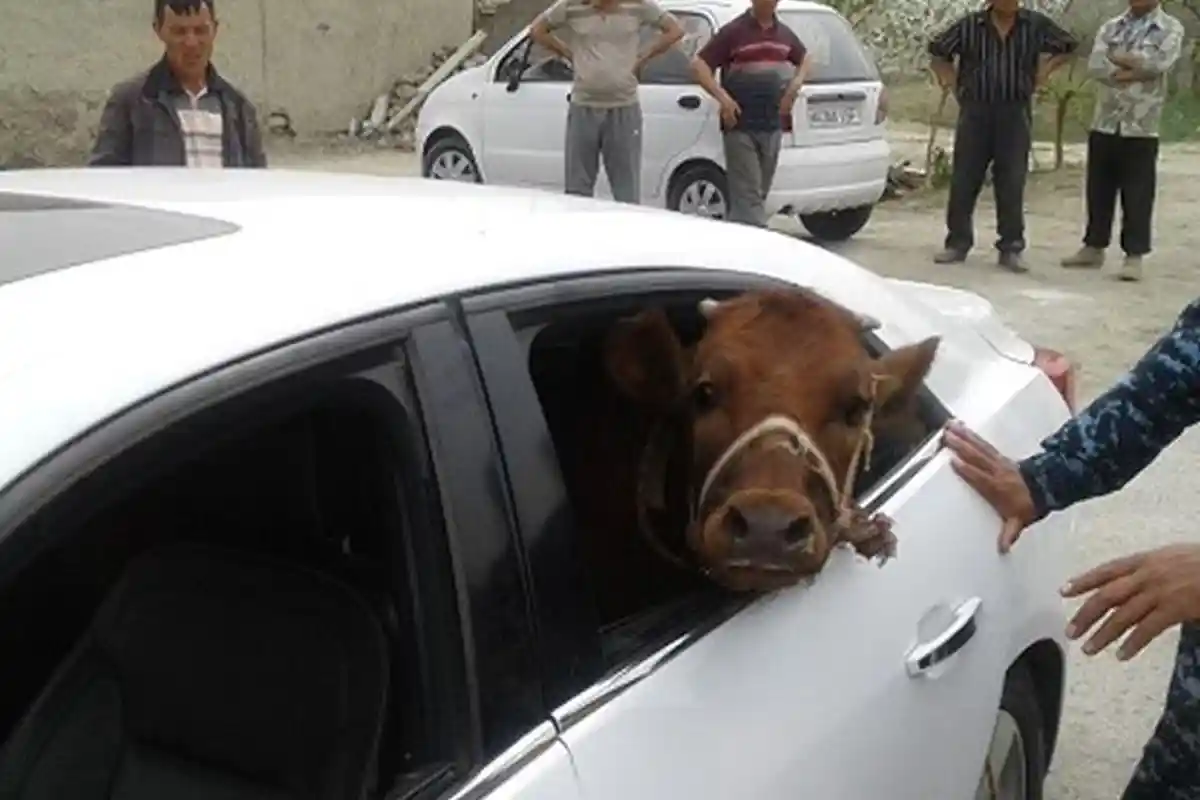 Viral! Pencuri Ternak Taruh Anak Sapi di Dalam Sedan Mewah Setengah Miliar
