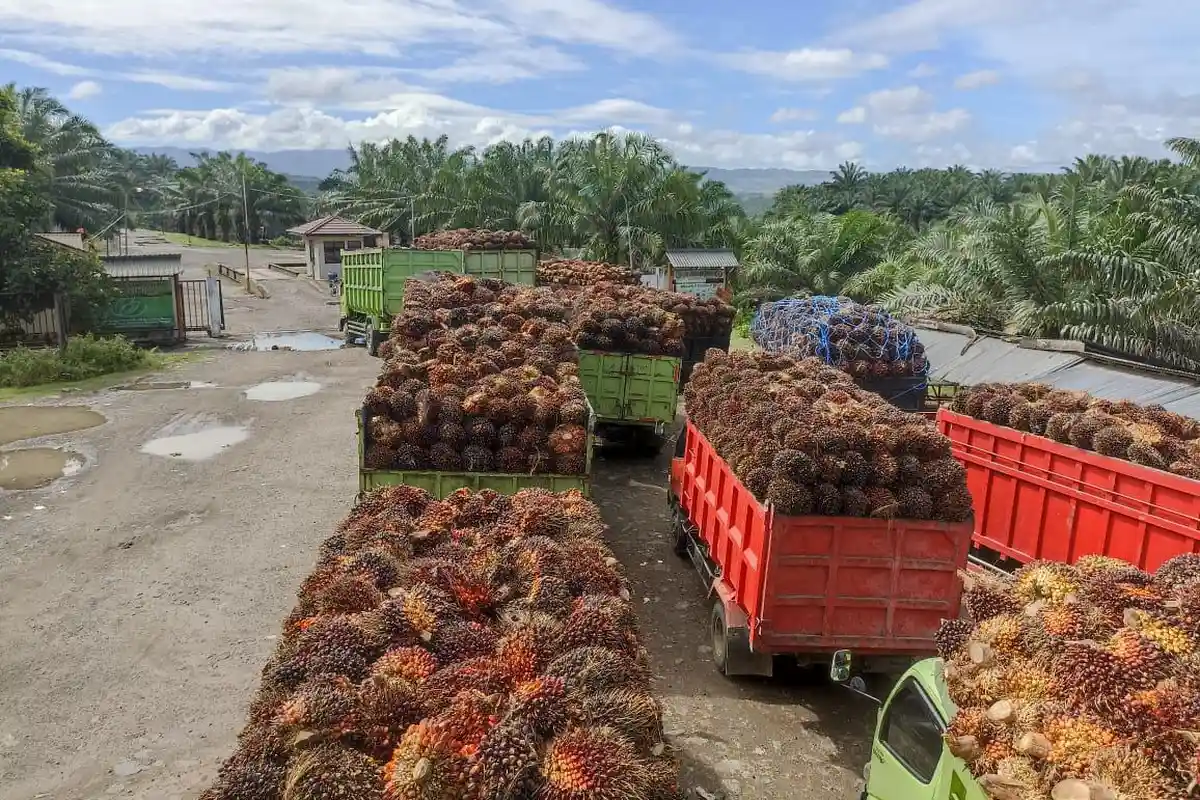 Harga TBS Sawit Hari Ini di Bengkulu Tengah Tertinggi Rp 1.590 per Kilogram