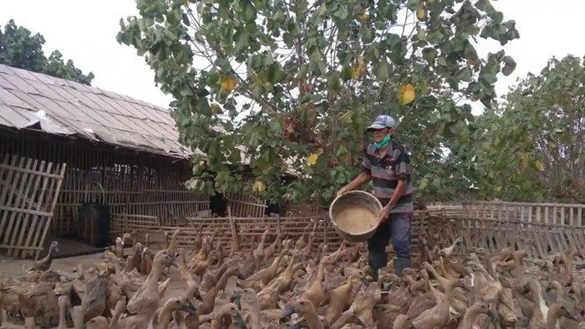 Pemerintah Guyur 52.400 Ton Jagung Pakan untuk Peternak Mandiri