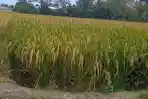 Pertanian-padi-sawah-5.jpg