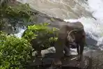 dua-gajah-yang-selamat-setelah-menyeberangi-tebing-air-terjun.jpg