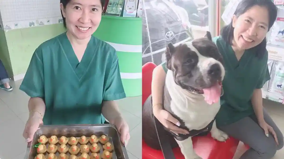 Dokter Hewan Kaget Temukan 32 Buah Bebek Karet dari Perut Anjing American Bulldog