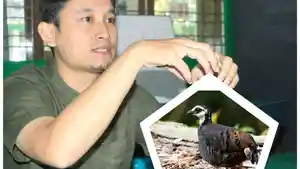 puyuh-gonggong-punah.jpg