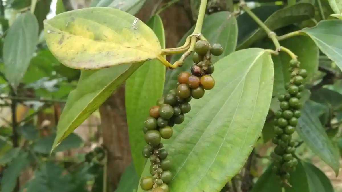 Ini Penyebab Produksi Lada Hitam di Pesisir Barat Terus Menurun