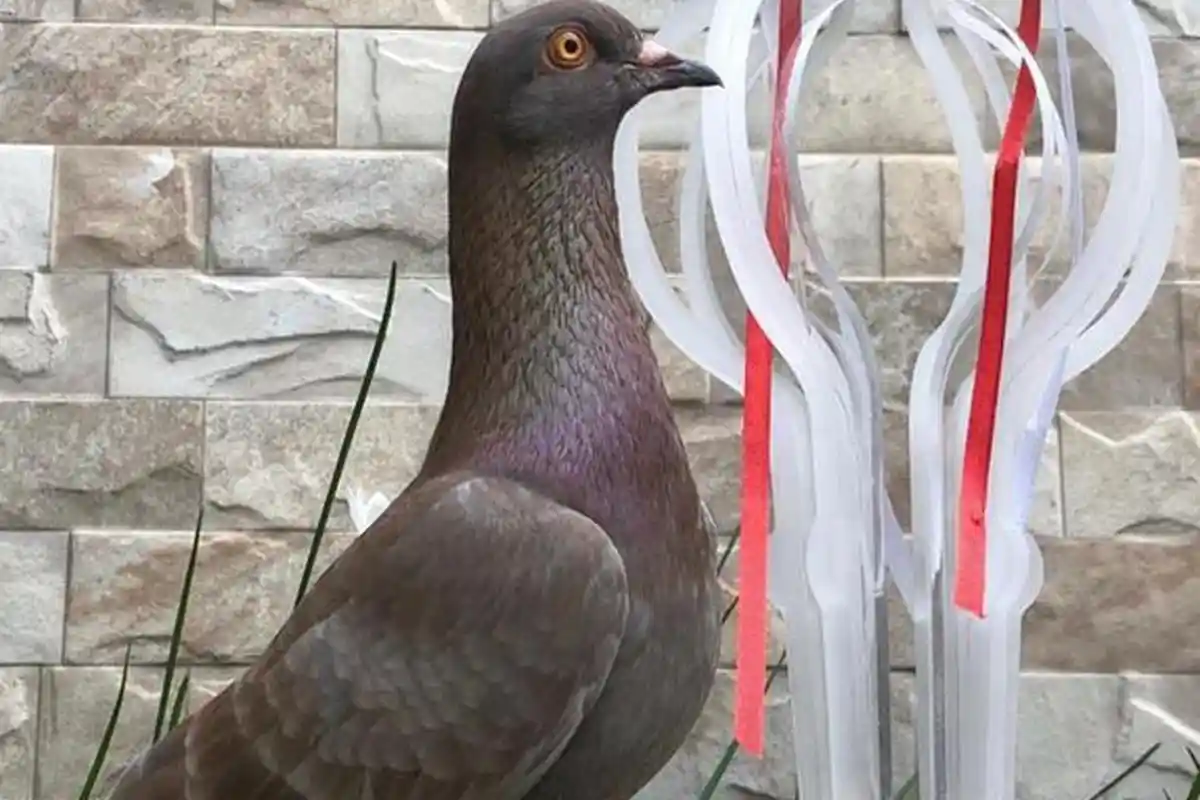 Merpati ini Laku Rp 1 Miliar, Inilah Kehebatannya dan Sosok Robby Warga Bogor yang Membeli 