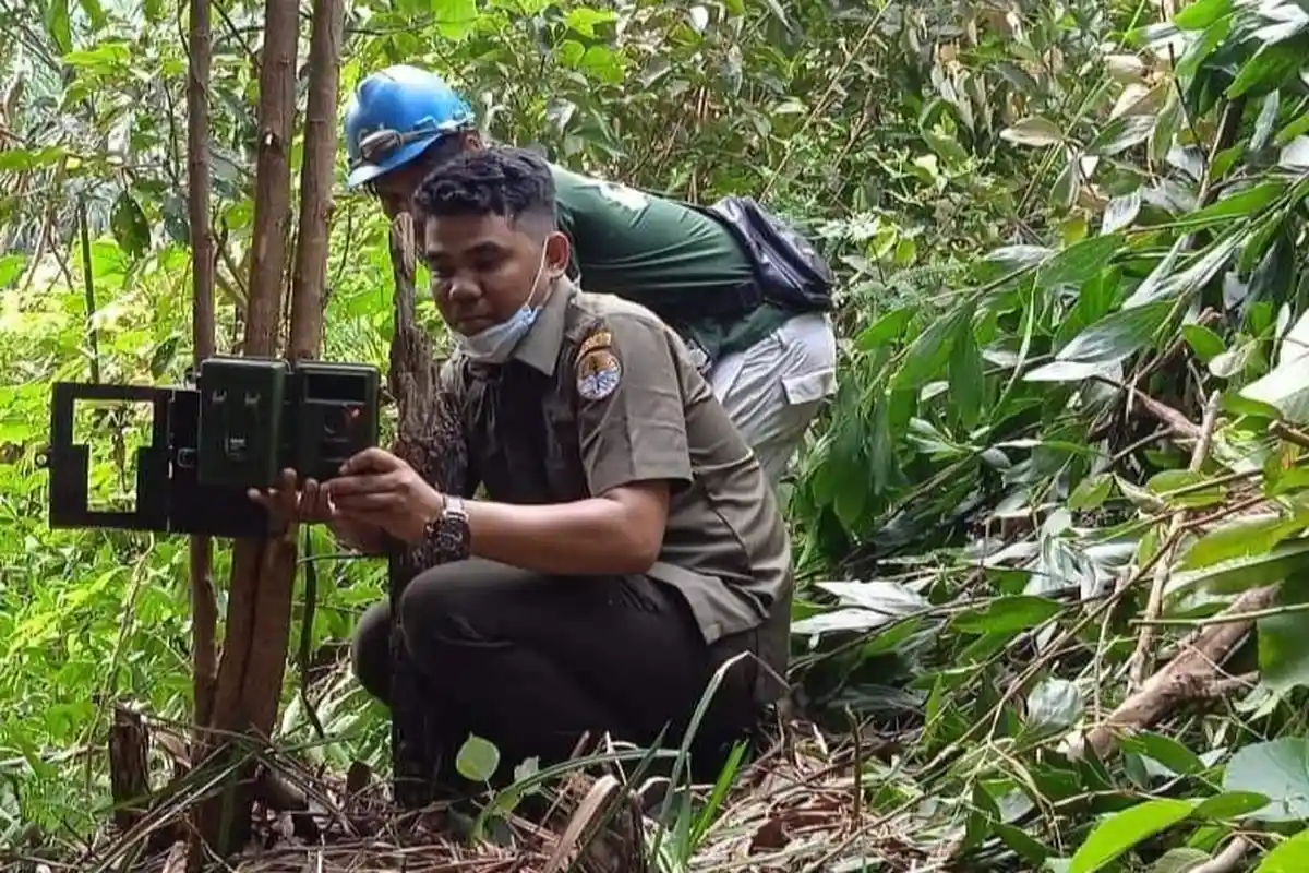 Penemuan Jejak Harimau Sumatera di Pelalawan, Tim BKSDA Pasang 2 Kamera Trap di Kebun PT Gandaerah