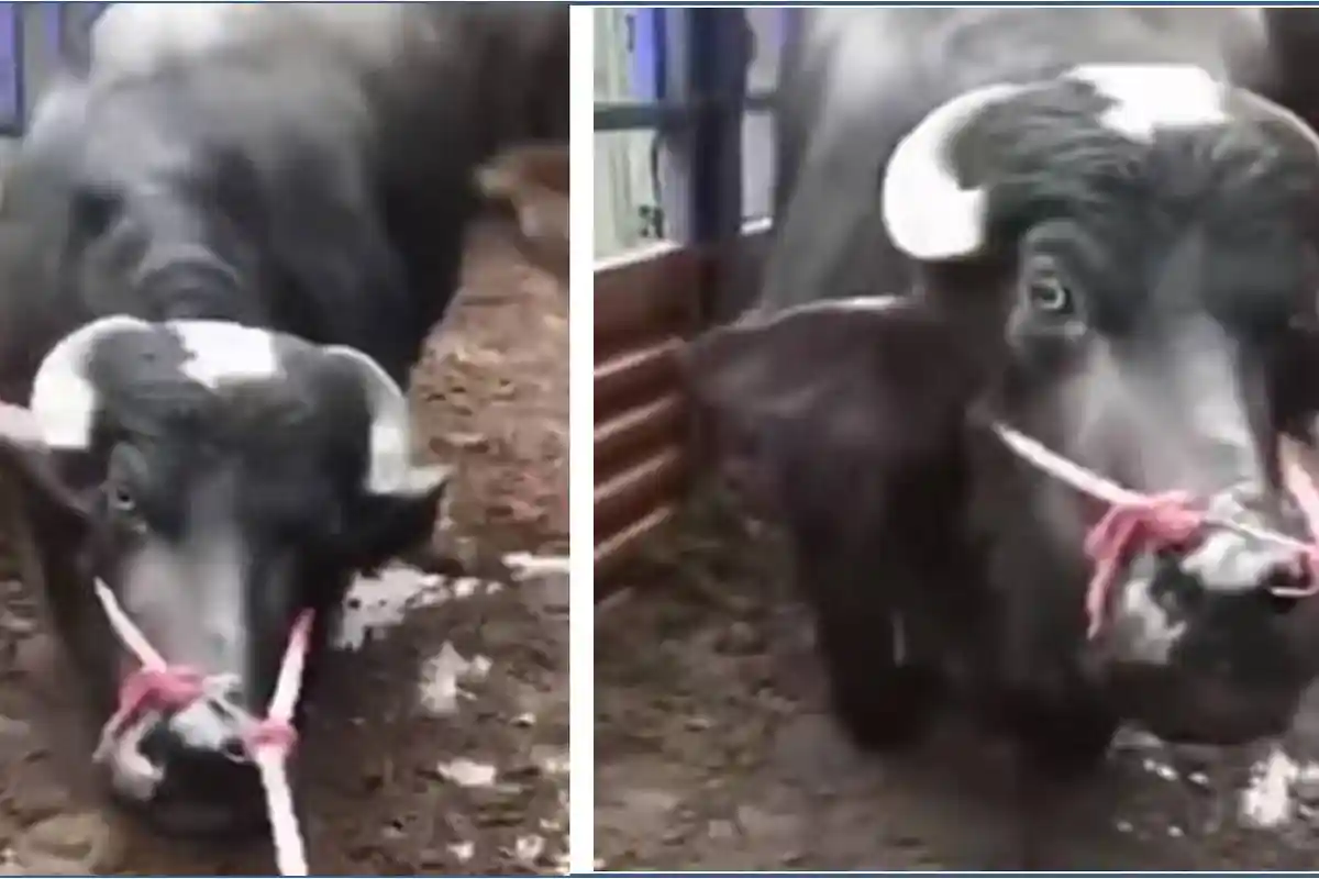 Sapi Bunting Berlutut di Depan Rumah Jagal, Picu Gerakan Massif Warganet