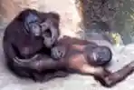 Dua Orangutan Sedang Bercanda