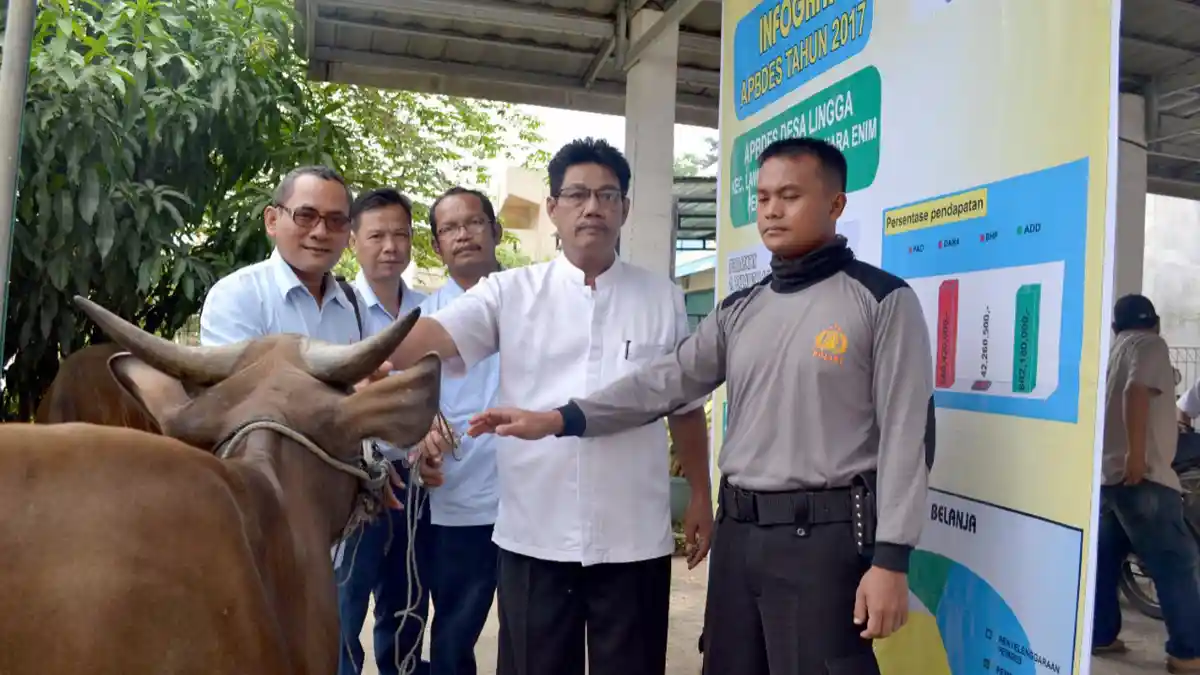 43 Sapi Ekor Dibagikan di Desa dan Kelurahan Muara Enim, Ini Lokasi Tepatnya!