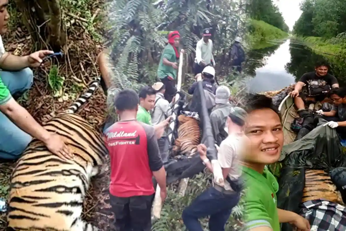 PENGAKUAN Petugas Pengevakuasi Harimau Sumatera yang Terjerat di Konsesi HTI PT RAPP, Ada Penembak