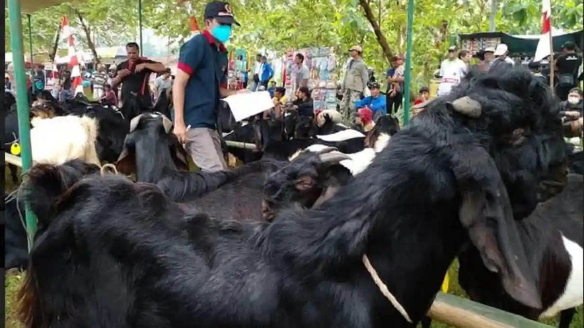 Kenalkan Pontensi Unggulan Ternak, Pemkab Purbalingga Gelar Kontes Kambing