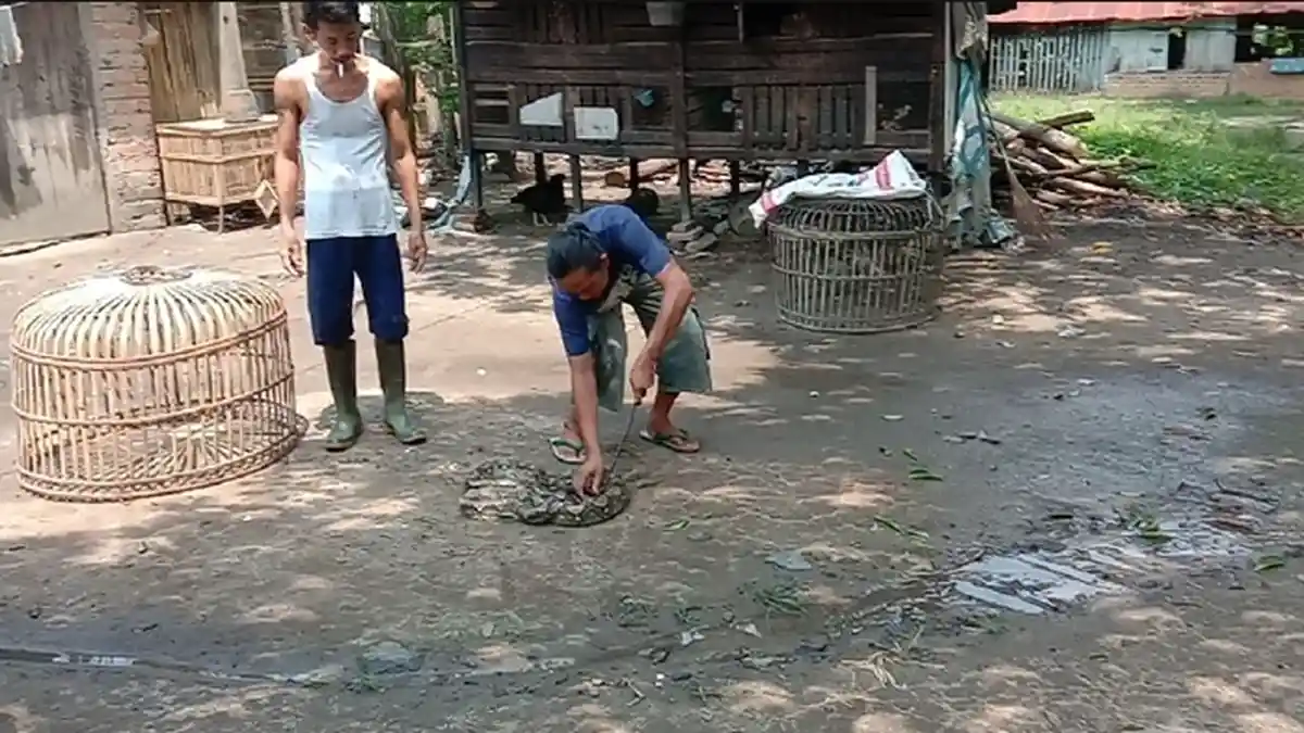 Cara Menangkal Ular Dengan Kapur Barus