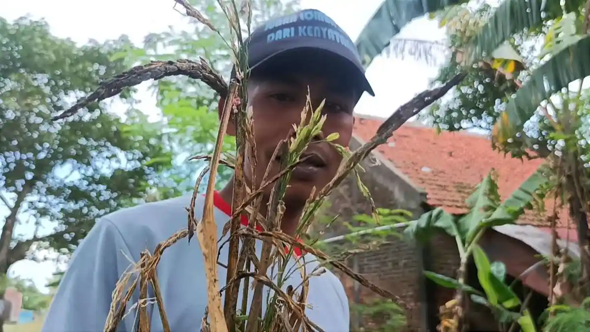 Hampir 5.000 Hektare Sawah di Kudus Terendam Banjir, Begini Respon Dinas Petanian dan Pangan