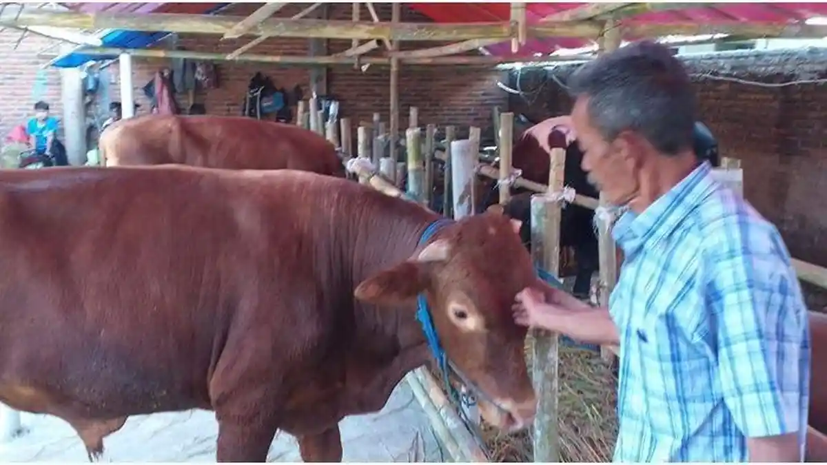 Permintaan Hewan Kurban Melonjak, Pedagang di Garut Sampai Kehabisan Stok Sapi