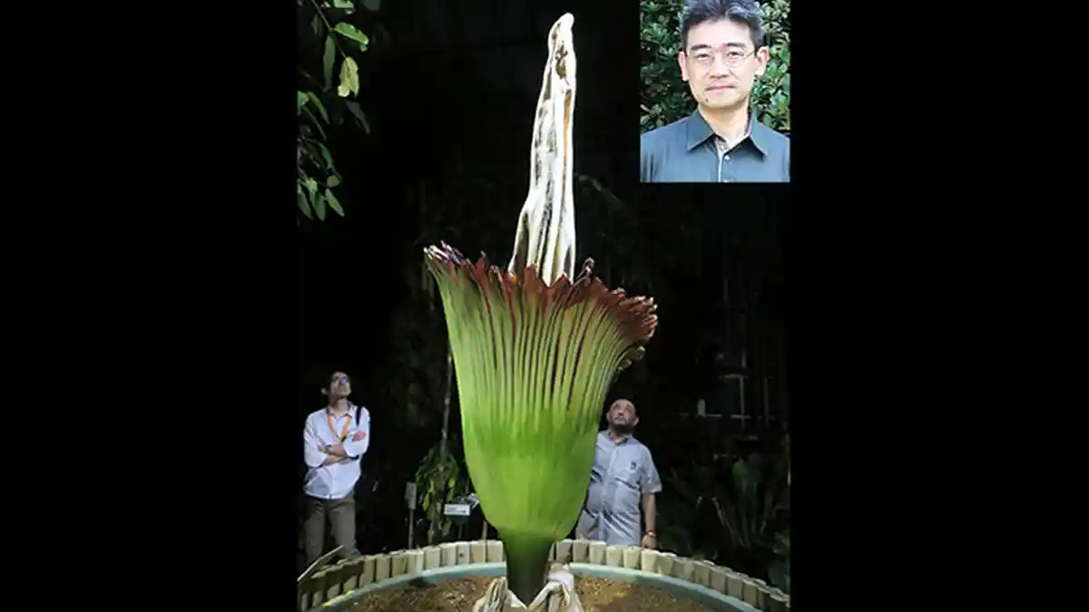 Bunga Bangkai Langka dari Indonesia Mekar di Jepang