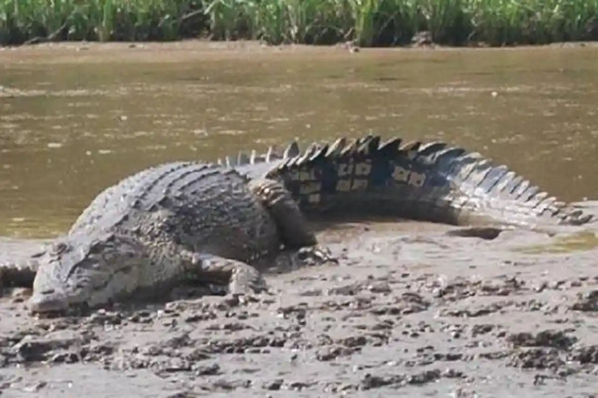 Arti Mimpi Dikejar Buaya, Ternyata Tanda Keberuntungan hingga Bertemu Jodoh, Ini Tafsir Lengkapnya