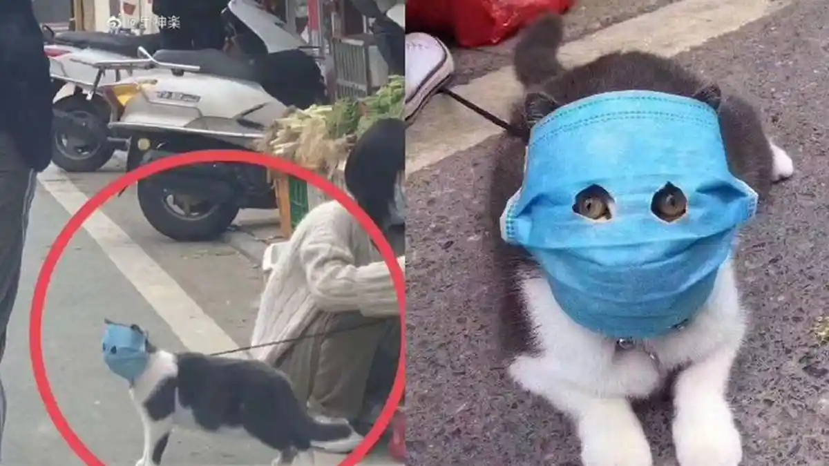 Viral Foto Menggemaskan Kucing Pakai Masker di Tengah Wabah Virus ...