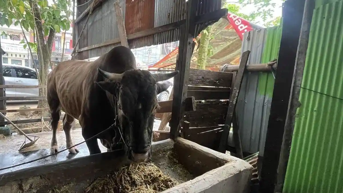 DKPP Samarinda Awasi Setiap Hari Sapi Kurban Bantuan Presiden Prabowo ...