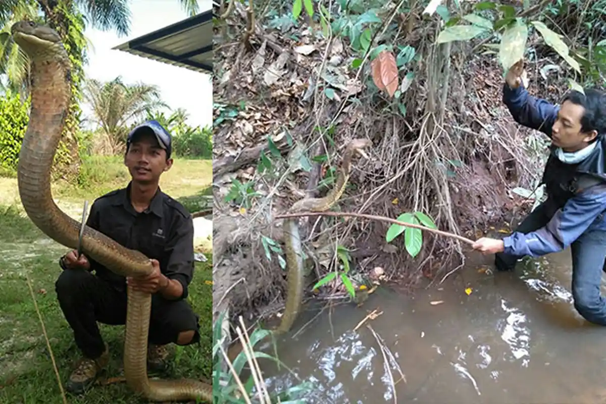 STORY: Amar yang Pernah Bertarung dengan King Kobra di Sungai, Kini Taklukkan Ular Piton