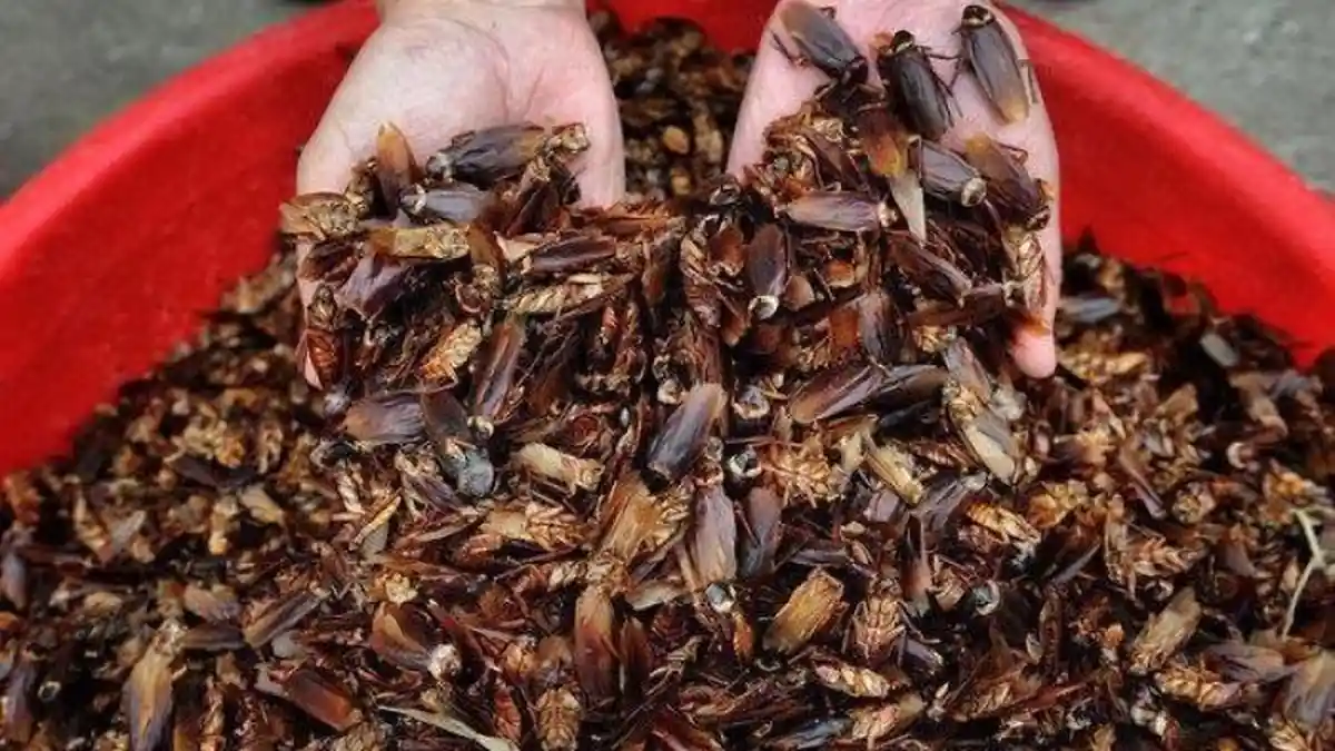 10 Peringkat Besar Hewan yang Dinilai Paling Menakutkan dan Menjijikkan