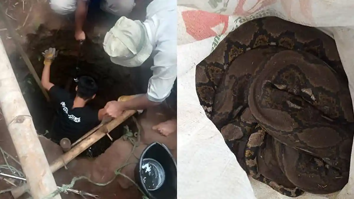 Sumur di Wonogiri Ini Diduga Jadi Sarang Ular Piton, Damkar Harus Bolak-balik Evakuasi 