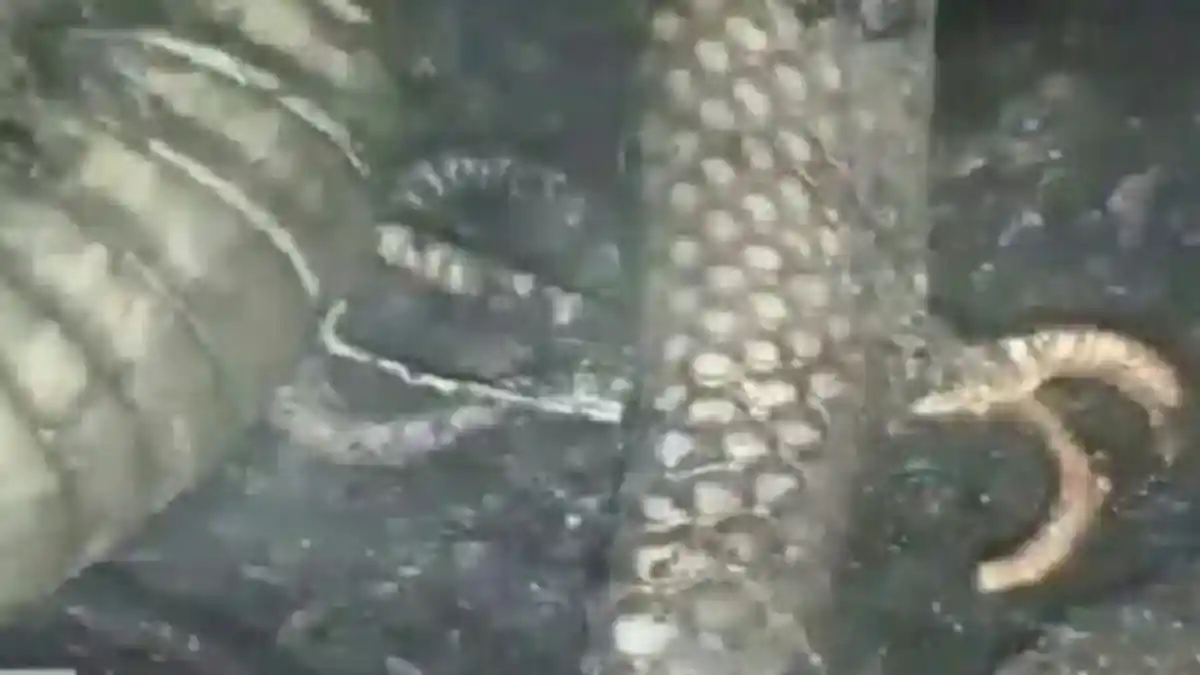 Ular Piton Sepanjang 4,5 Meter Ini Mati Terpanggang Demi Lindungi 20 Telurnya, Ini Penampakannya