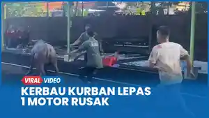 ngamuk-hewan-kurban.jpg