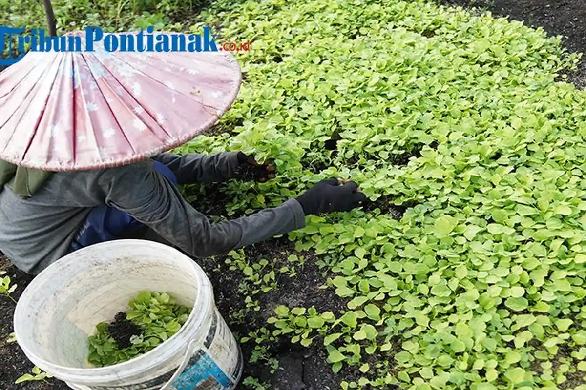 Essay Foto - Menuai Sejahtera di Tanah Gambut - Menyeleksi-bibit-sayuran-muda-di-laha.jpg