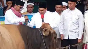 sapi-dari-prabowo.jpg