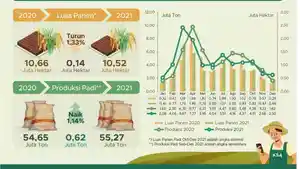 info-grafis-luas-lahan-dan-jumlah-produksi-padi-di-Indonesia-tahun-2020.jpg