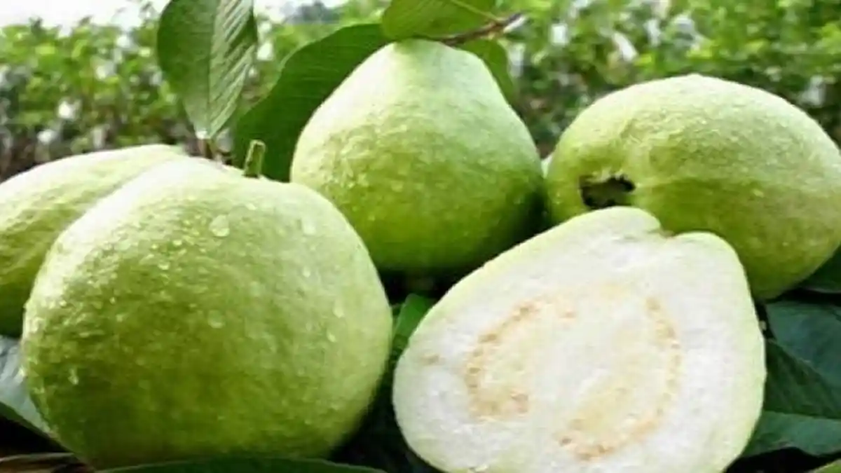 Kandungan Gizi Jambu Kristal dan  4 Manfaatnya Bagi Kesehatan Termasuk Kurangi Lendir di Tenggorokan